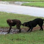 개 <b>풍차</b>돌리기!!