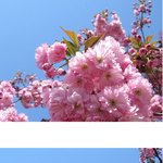 여자 맘 설레게 하는 왕 봄꽃~^^아 <b>꽃놀이</b> 가고 싶어~!