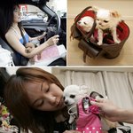 결혼? 필요없어~ 애완견만 있으면 돼~