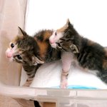 태어난 지 얼마 안 된 새끼고양이, <b>탈출</b>하려 애쓰네!