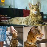 살쾡이+고양이, 2000만원짜리 ‘명품 <b>애완</b> 고양이’
