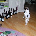 술에 취한 고양이