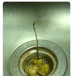음식쓰레기 <b>싱크대</b>에 마구 버렸더니