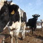 현직 의사가 말하는 광우병의 실체(심각한것보다 더 심각;)