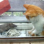 적과의 귓속말 수상한 쥐와 고양이