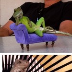 도마뱀 양반의 느긋한 휴식