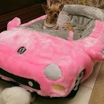 세계에서 제일 <b>호사</b>스럽게 사는 개