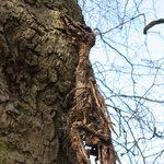 <b>부리</b>가 안빠져서 그대로 죽어버린 새?