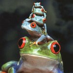 땡땡이 부터 뱀<b>무늬</b>까지 화려한 패션 개구리들ㅋㅋ