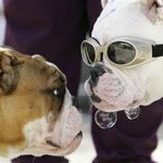 가장 멋진 <b>불독</b> 경연 대회