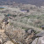 <b>남쪽</b> 섬진강 매화축제