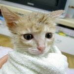 재미있는 포즈의 냥이들
