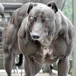 너무 <b>우람</b>한 개 ;;