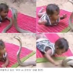 한살 아기vs코브라 너무 잔인한 축제
