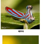 귀엽 혹은 <b>징글</b>
