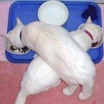 남의 밥이 더 맛있어보인다!