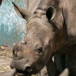 <b>독일</b>, 세계 최초로 코뿔소 안구 수술