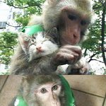 <b>sbs</b> 세상에 이런일이 동물학대 논란! 춘자원숭이