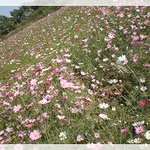 억새<b>축제</b>