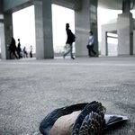 비둘기의 의문의 죽음