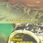<b>닥터</b>피쉬의 진실