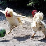 지금이다! 결정적 골<b>찬스</b>!!