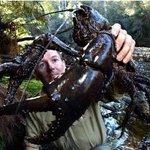 이럴수가! 거대한 타즈<b>매니</b>안 민물가재