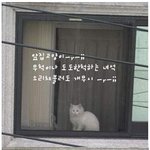 <b>도도</b>한 고양이의 굴욕ㅋ