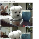<b>장나라</b>가 키우는 강아지들! 그녀보다 더 귀여워?