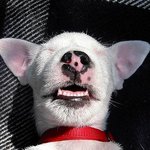 귀여운 <b>동물</b>들의 낮잠