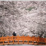 <b>진해</b>의 세느강 여좌천의 벚꽃