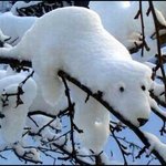 <b>자연산</b> 북극곰