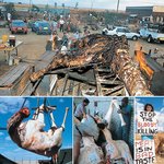 헉... 남아프리카의 기린 바베큐