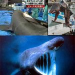 돌묵상어, ‘죠스보다 더 큰’ 4.6톤 9m <b>상어</b>