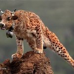 따라잡기~!!이번엔 <b>치타</b>다!!