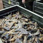 권총들의 <b>무덤</b>