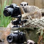 하나 둘 셋!! 치~즈~ 사진찍는 <b>미어캣</b>?