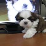 63일된 <b>아가</b> 랍니다^^