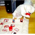 <b>타짜</b> 강아지!