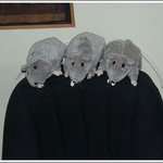 사무실, <b>쥐들</b>에게 습격당하다!