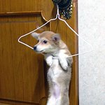 베이징 올림픽 기념 <b>차력</b>쇼ㅋㅋㅋ