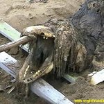 러시아 괴물 vs 아프리카 괴물!