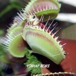 육식 <b>식물</b>이라고 본적 있어요?