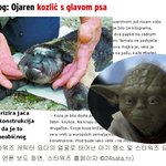 요다<b>염소</b>! 몸은 <b>염소</b>, 얼굴은 요다!