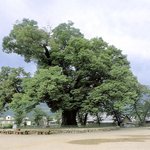 천년을 살아온 천연기념물