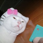 헬로 <b>키티</b> 실사판