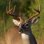 사슴 살해후 성관계 맺은 20살 청년