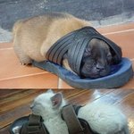잠자는 모습도 <b>가지</b><b>가지</b>