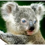 전세계 유일, 파란 눈의 <b>코알라</b>