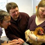 피부암에 걸린 닭을 위해 260만원짜리 수술을~